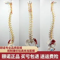 ENOVO Human spine model Spine Pelvic femoral muscle starting and stopping point Spine Neuroskeletal model Muscle Lumbar spine Pelvic spine Osteopathic bone conditioning training teaching aids