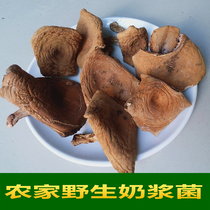 Fujian Sanming dry goods specialty farm wild milk fungus dry food edible fungus fresh 500g