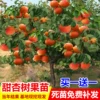 Товары от 玫达旗舰店