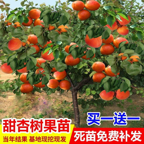 Гигантские саженцы из меда короля посадили север и север -север -сельскохозяйственной посадки -на юго -юго -посадке крупных абрикосовых саженцев плодов деревьев и растений в горшках, привитых абрикосовых саженцев.