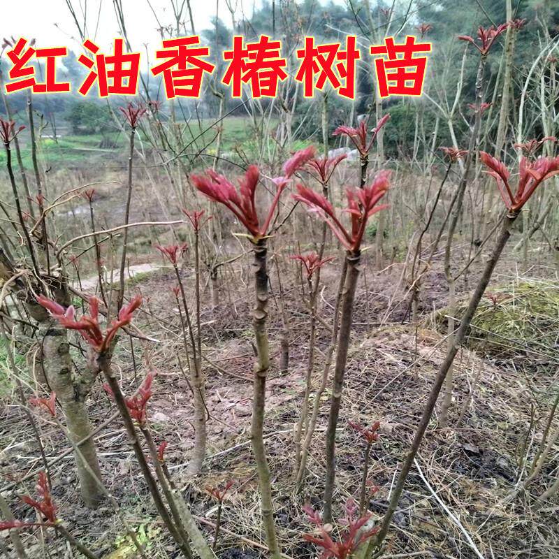 红油香椿苗-红油香椿苗促销价格、红油香椿苗品牌- 淘宝