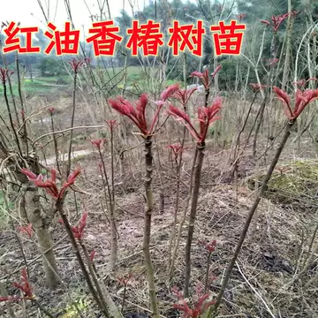 红油香椿苗-红油香椿苗促销价格、红油香椿苗品牌- 淘宝
