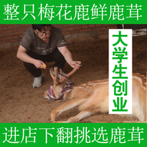 Northeast Jilin sika deer with blood fresh whole deer fluffy slices 1 authentic 50g sliced wine non 500g