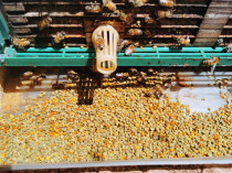Farmhouse bee farm self-produced Gansu broad bean pollen flower feed bee pharmaceutical protein feed more than ten catties