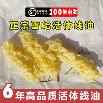 Top grade Hao Lao Wu Snow Clam ready-to-eat line oil Husky toad non-Tong Ren Tang Snow Harlem Frog Oil 20g