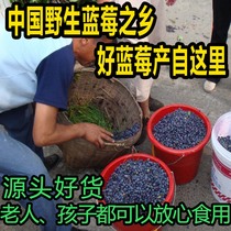 Blueberry Dried Heilongjiang Super Additive-Free Blueberry Dried Wild Northeast Specialty Blue Plum Original Blueberry 500g