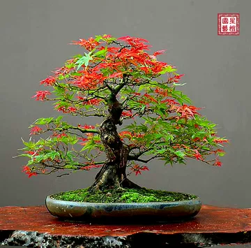 楓盆栽（大品） (070504) 公式通販