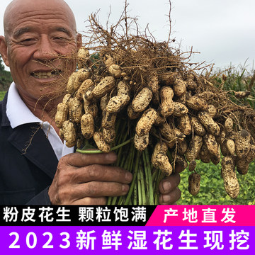 2024年新鲜湿花生现挖现发带壳生花生小籽粉红皮带泥鲜花生可水煮