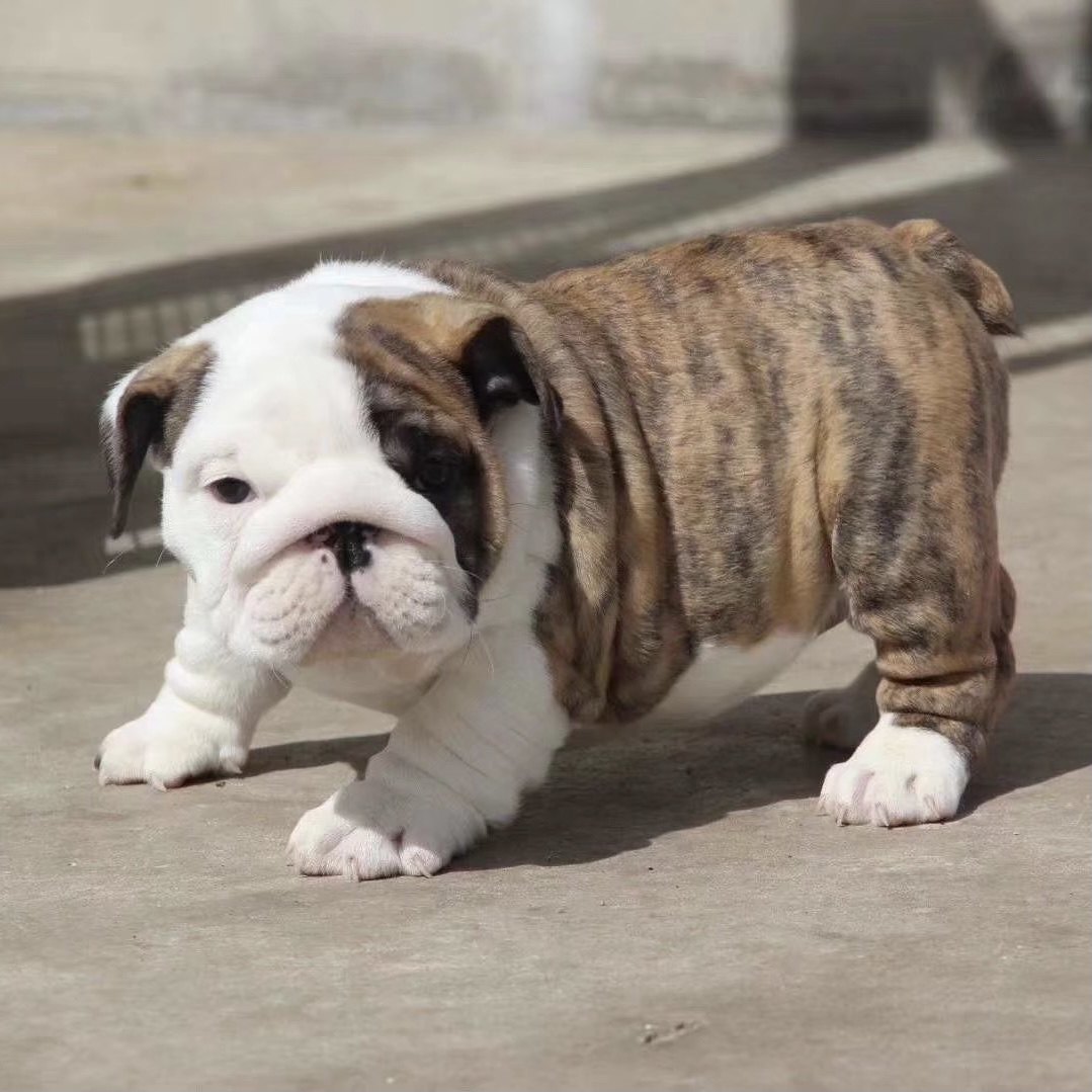 寵物: 牛頭㹴, image size:1079x1079