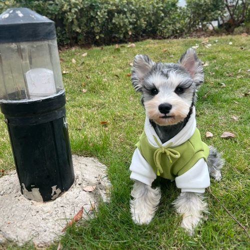 Собечь одежда для собак Шнаузер Тедди Померанский свитер Петухой кошка и собака плюс флисовый утолщенный новый свитер