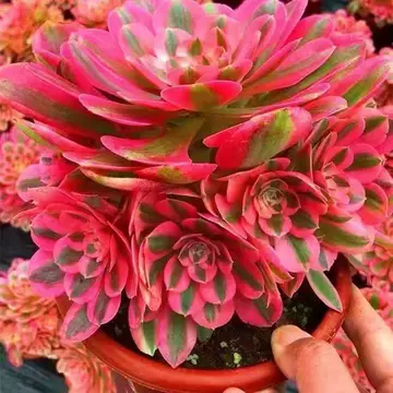 法师多肉植物老桩-法师多肉植物老桩促销价格、法师多肉植物老桩品牌- 淘宝