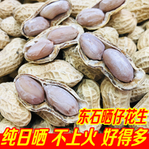 Boiled peanuts sun-dried 5kg Pingyuan Dongshi salt water peanuts bagged specialty with shell cooked salty dried peanuts