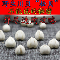 Wild Chuanbei Songbei Sichuan Aba Special Natural Sulfur-free Fritillaria pearl shellfish selection 30g bottled