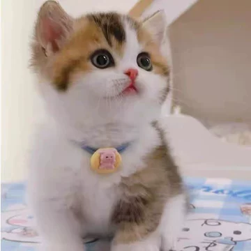 花猫 猫落花on X: 