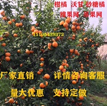 Fruit tree support fruit net Sugar orange orange orange fruit tree support fruit net Hanging fruit net hanging fruit net Agricultural climbing vine net planting net