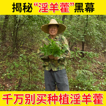 Wild Epimedium leaf Chinese herbal medicine 500g can use dodder cyrlophoreae to make tea