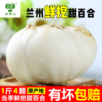 Lanzhou Fresh lily unicum 500g edible sweet lily farmhouse special produce 1 catty of 4 vacuum bagged