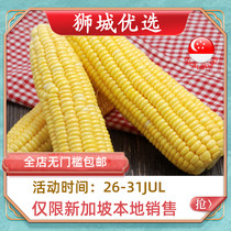 (Vegetable)Cameron Sweet Corn 1 root Singapore local delivery