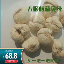 Tibetan plateau specialty authentic large grain wild Tibetan Fritillaria non-Chuanbei Zhebei 50g