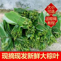 The leaves of the Scorpion leaves are free of mail.