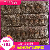 21 New Products Jiangxi Guangchang Tea Tree Mushroom Dry Goods Best Selling High Quality Umbrella Strip Tie 10 Jin Pack Fragrant Mushrooms