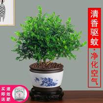 Clear Aroma Pepper Wood Potted Mosquito Repellent Plant Grass Good Raising Indoor Flowers Desktop Green Plant All Season Evergreen Sapling Bonsai