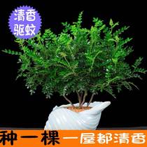 Clear Fragrance Wood Mosquito Repellent Grass Indoor Potted Flowers Green Plant All Season Evergreen Purifying Air Suction Formaldehyde Pepper Wood