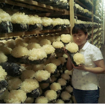 500 grams of home-grown silver fungus Gutian premium white fungus snow fungus glutinous ear dry goods non-smoked sulfur edible fungus