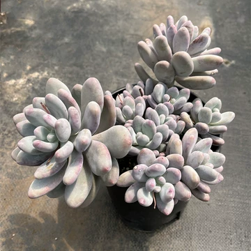 桃美人 多肉 多肉植物-桃美人Pachyphytum oviferum Momobijin 詰雅花卉