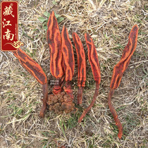 Tibetan specialty Huichuangrass is not old grass top of the sky Cistanche continuous Yang grass Hui heart grass soaking wine 250g