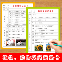 Animal and Plant Observation Record Card Elementary School Students Writing Essay Material Accumulation Natural Science Observation Card 16K Record Card