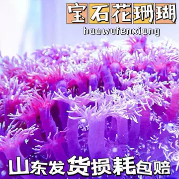 高知の珊瑚ブローチ大 紫陽花A -【当店限定】すべて1点もの