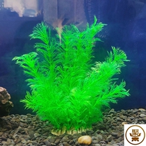 Decorations in the fish tank aquatic plants aquarium landscaping fake aquatic plants soft aquatic plants flowers plastic aquatic plants green