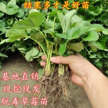 Four Seasons Strawberry Seeds Cream Red Strawberry Seeds in the Greenland on the North and South of the Strawberry Seeds