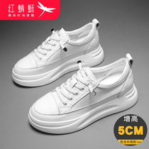 Red Dragonfly small white shoes womens shoes 2021 new spring and autumn explosive Joker thick soled casual autumn winter shoes ins tide