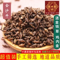 Jinsha cattle 10g farm self-produced ant lions