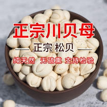 Selected wild pine shells sulfur-free Fritillaria super-grade grinding Chuanbei powder Chinese herbal medicines paired with Sydney pure natural