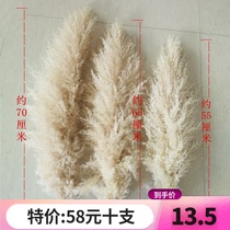 Net red big reed dried flowers Primary color Pu Reed oversized fluffy wedding photography imported pink living room floor-to-ceiling decorative flowers