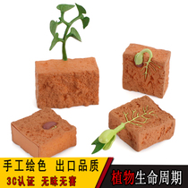 Simulation of plant growth cycle Animal model seed germination growth process Childrens science and education cognitive toy set