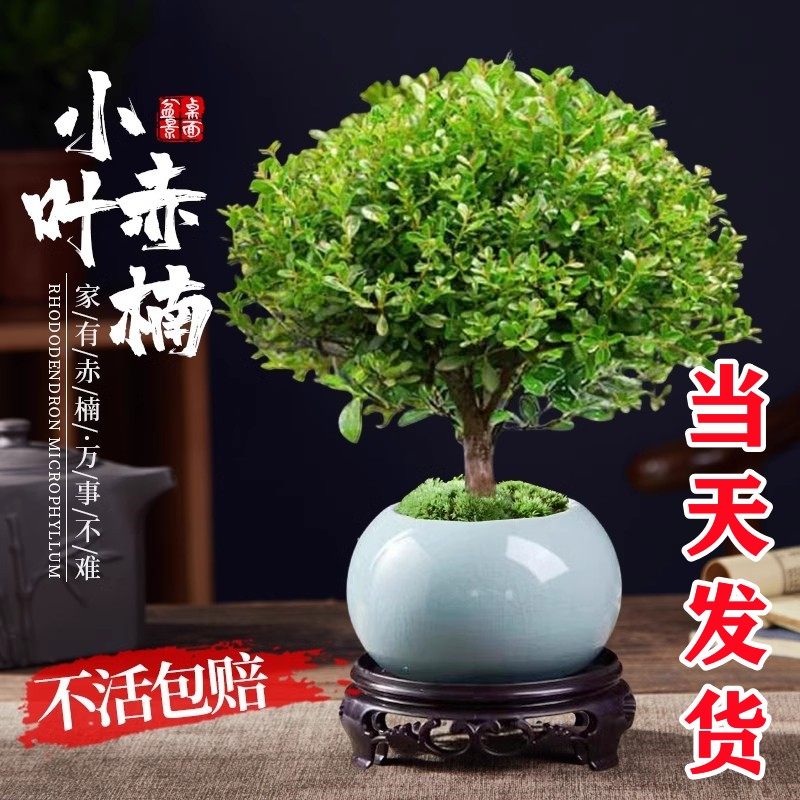 观景盆栽-观景盆栽促销价格、观景盆栽品牌- 淘宝