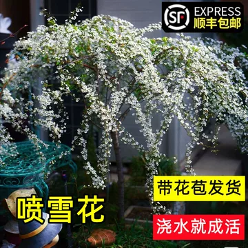 雪柳树苗-雪柳树苗促销价格、雪柳树苗品牌- 淘宝