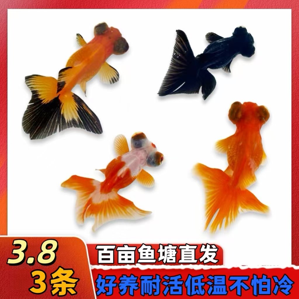 丹顶红狮子头鱼-丹顶红狮子头鱼促销价格、丹顶红狮子头鱼品牌- 淘宝