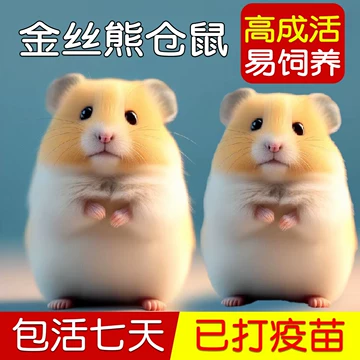 珊瑚　鼠　18金   吉祥物 金丝熊仓鼠一公一母-金丝熊仓鼠一公一母促销价格、金丝熊仓鼠一