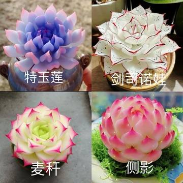 特玉莲-特玉莲促销价格、特玉莲品牌- 淘宝