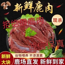 Deer Farm Direct Sales fresh venison Changbai Mountain plum deer low-fat meat now slaughtered and sold quick-frozen five catties