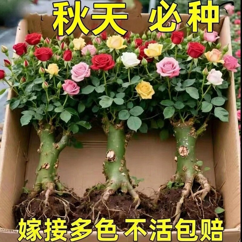 花卉大全四季花-花卉大全四季花促销价格、花卉大全四季花品牌- 淘宝