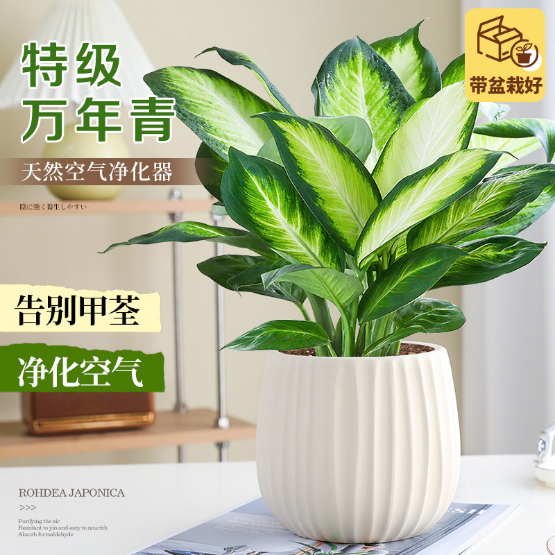 残雪　31 万年青 植物室内盆栽万年青-植物室内盆栽万年青促销价格、植物室内盆栽万年青