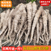 Northeast specialty fresh North Sand ginseng 500g wild mountain carrot Korean kimchi toward northeast mountain wild vegetable