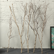 Birch tree branches natural solid wood stick bundle decorative sticks firewood tree branch living room vase flower arrangement Dry Branch bark bark