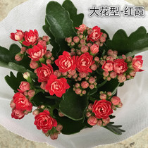 Longevity flower pot planting Paris double petals with buds Balcony Indoor appearance Flowers Green plants Four seasons flowering succulents